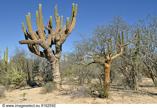 Cardon-Kaktus (Pachycereus pringlei) und Elephant Tree (Bursera microphylla)  Kaktussteppe bei La Ventana  Baja California Sur  Mexiko