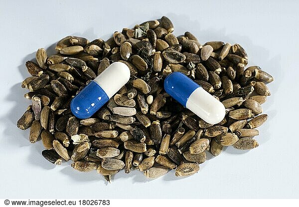Carduus marianus (Silybum marianum) and milk thistle capsules (Carduus marianus)  milk thistle  tablet  tablets