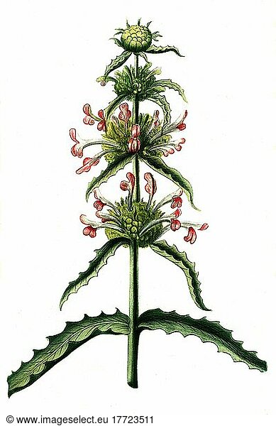Carduus morina  Distel  Historisch  digital restaurierte Reproduktion von einer Vorlage aus dem 18. Jahrhundert