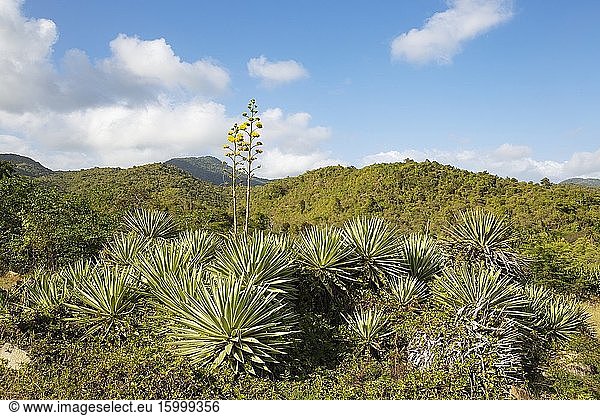 Caribbean agave (Agave angustifolia). Against the backdrop of the Sierra Maestra. Santiago de Cuba province  Cuba.