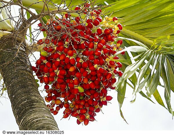 Caribbean  Antilles  Lesser Antilles  Saint Lucia  fruits of pech palm