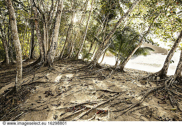 Caribbean  Antilles  Lesser Antilles  Trinidad and Tobago  Tobago  Englishman's Bay  Trees on the beach