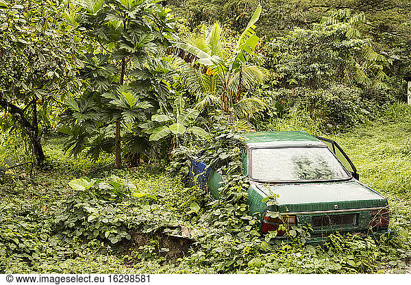Caribbean  Antilles  Lesser Antilles  Trinidad and Tobago  Tobago  Rainforest  grown over car