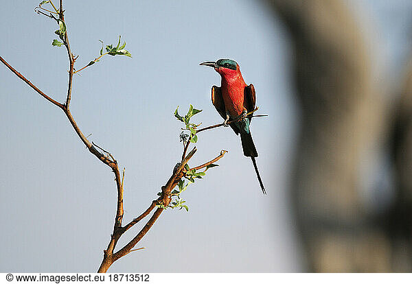 Carmine Bee-eater (Merops nubicoides)  Lianshulu Lodge  Mudumu National Park  Caprivi  Namibia