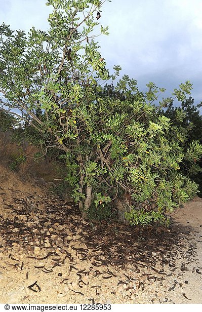 Carob tree or Saint John bread (Ceratonia siliqua) is a tree of edible fruits native to Mediterranean Basin  Canary Islands and Western Asia. This photo was taken in Sierra de Guara  Natural Park  Huesca province  Aragon  Spain.