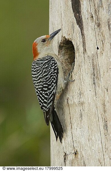 Carolinaspecht  Carolinaspechte (melanerpes carolinus)  Spechtvögel  Tiere  Vögel  Spechte  Red bellied woodpecker