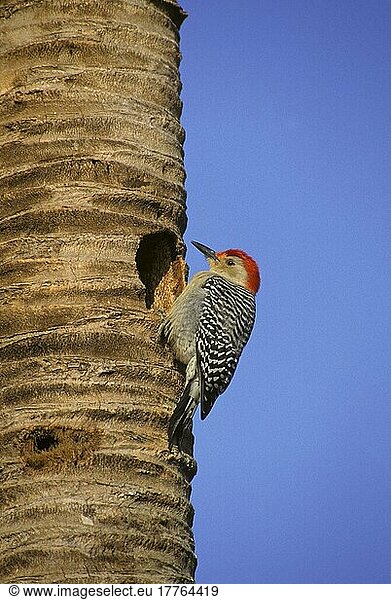 Carolinaspecht  Carolinaspechte (Melanerpes carolinus)  Spechtvögel  Tiere  Vögel  Spechte  Redbellied Woodpecker Male  Florida