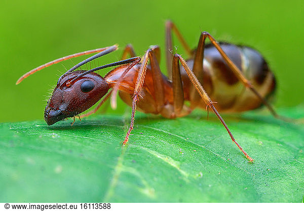 Carpenter ant (Camponotus sp.)