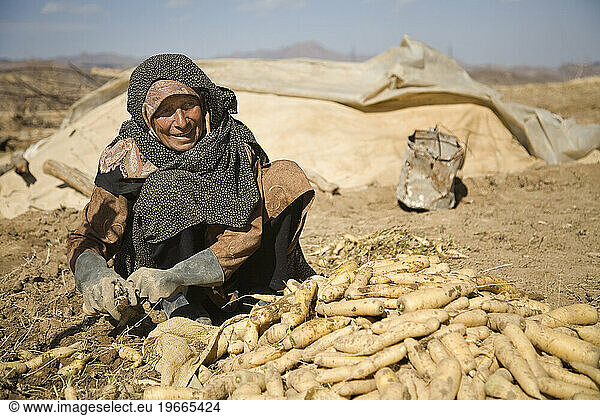 Carrot farmer in Kharanaq  Iran