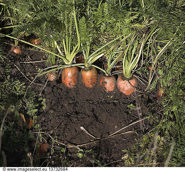 Carrots in soil  Suffolk farming landscape scenery  East Anglia  England