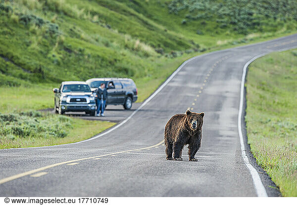Cars stop to watch a grizzly bear crossing the street; Yellowstone National Park  Wyoming  United States of America