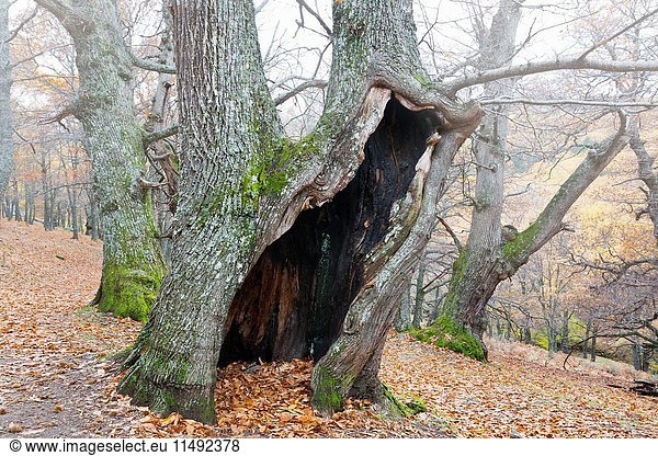 Castañar de El Tiemblo (El Tiemblo Chestnut forest). Sierra de Gredos. Avila Province. Castile-Leon. Spain.