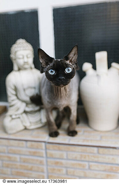 Cat amidst Buddha sculpture and vase on retaining wall