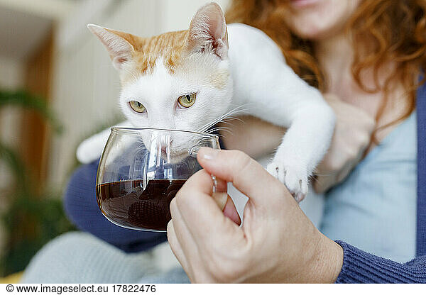 Cat drinking black tea from cup held by woman at home