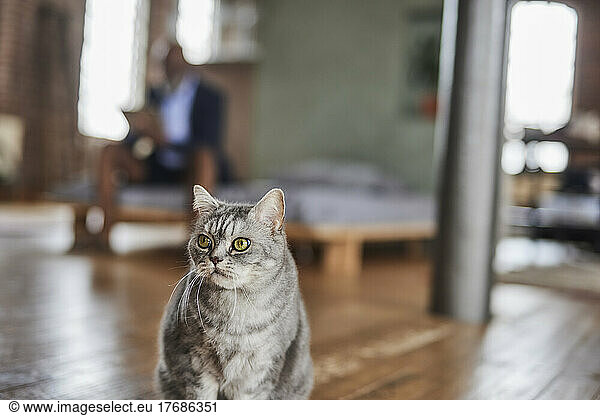 Cat in bedroom with businessman in background