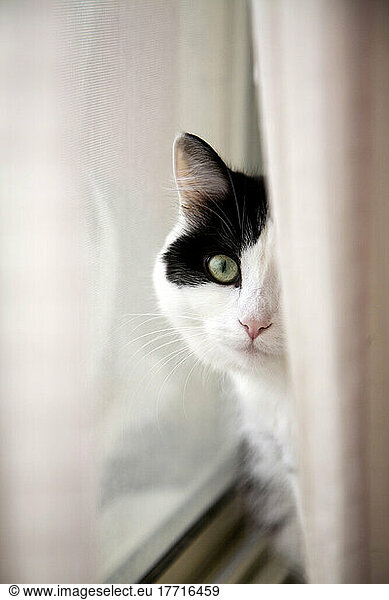 Cat On A Window Sill Behind A Curtain