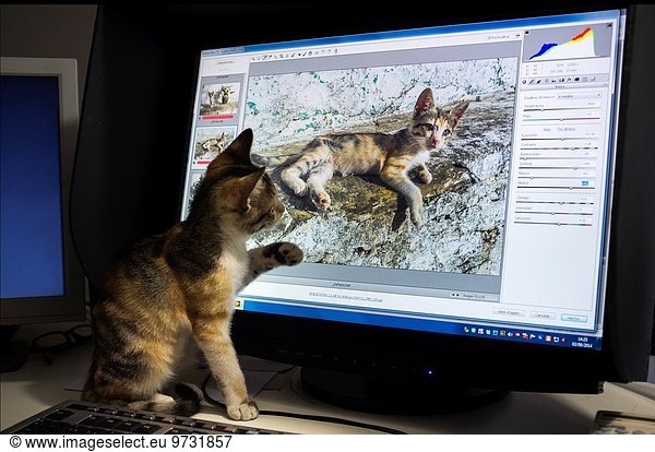 cat recognizing its own photo on the computer.