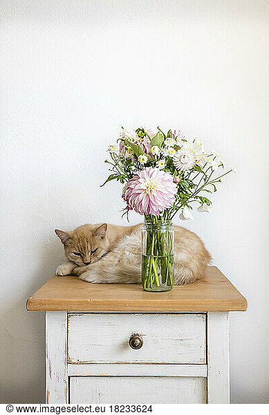 Cat relaxing behind vase with flowers standing on top of small cabinet 