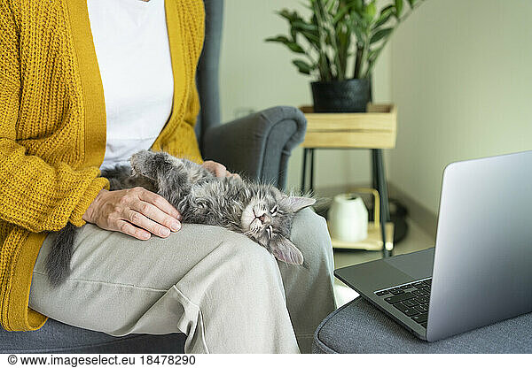 Cat resting on freelancer's lap by laptop at home office