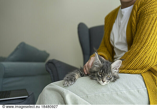Cat resting on woman's lap at home