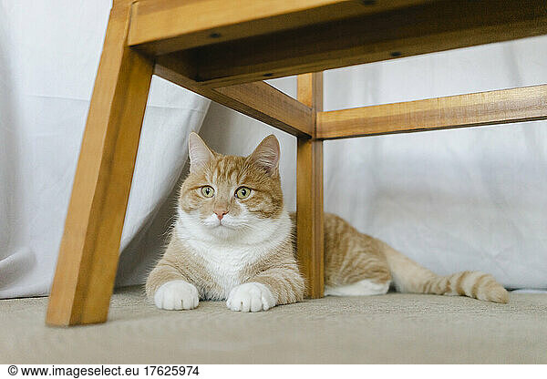 Cat siting under table at home