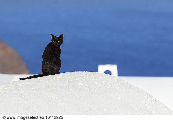 Cat sitting on a roof  Santorini  Greece
