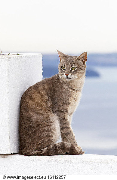 Cat sitting on a wall Santorini Greece
