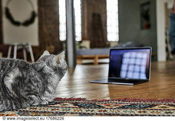 Cat sitting on carpet looking at laptop