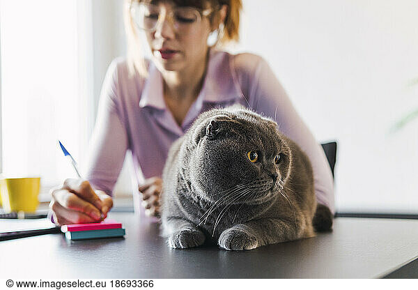 Cat sitting on desk with businesswoman working in background