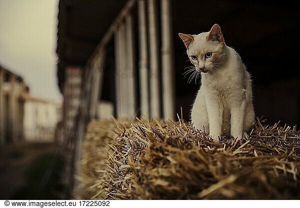 Cat sitting on top of hay bale on farm