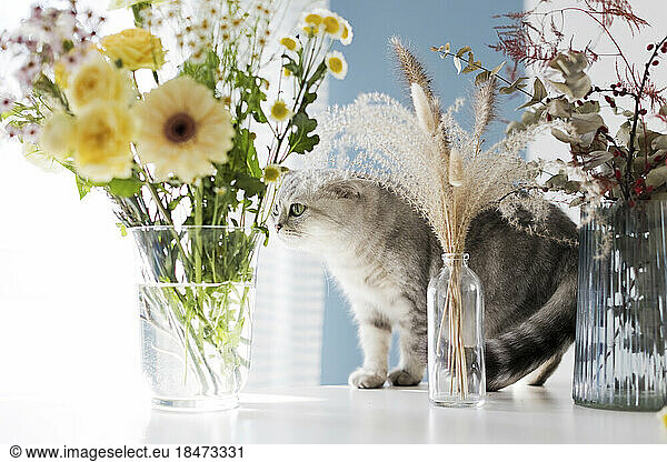 Cat standing by flowers in vase on table