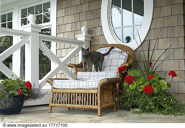Cat Standing On Wicker Chair On Porch