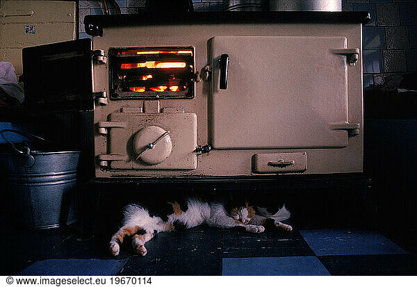 Cat Stove Warmth house pet sleeping asleep kitty purr