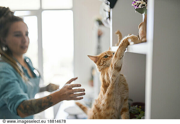 Cat touching shelf with woman in background