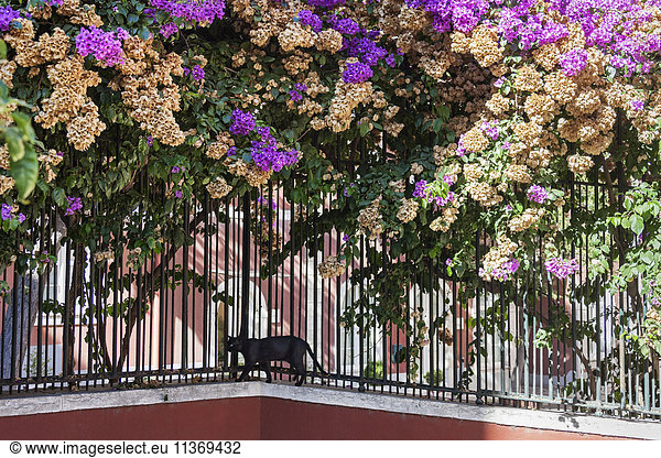 Cat walking at fence in garden  Lisbon  Portugal