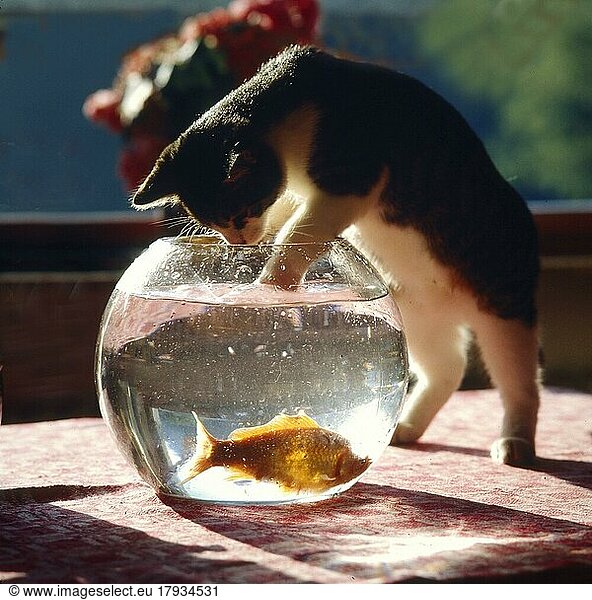 Cat with Goldfish Animal Friendship