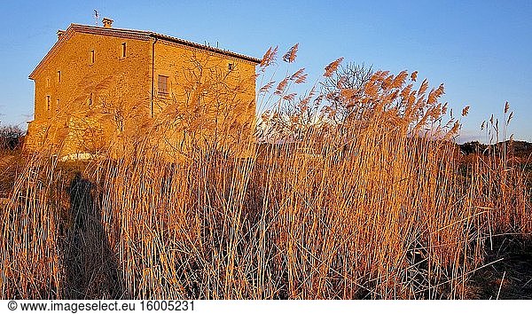 Catalan farmhouse and reeds (Phragmites communis) at sunset. Olost village countryside. Llu?an?s region  Barcelona province  Catalonia  Spain.