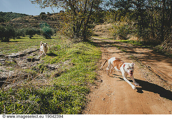 Catalan Shepherd and American Bulldog Run Happily in the Countryside