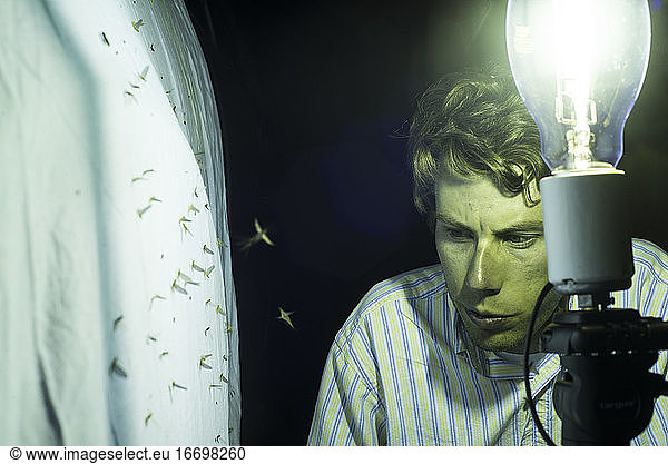 Catching insects at night for research