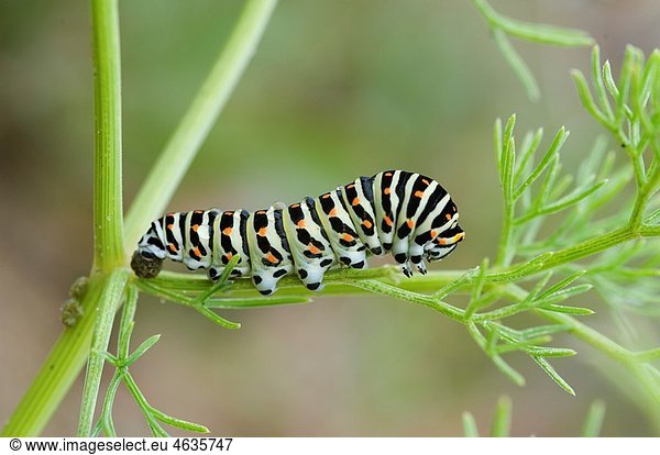 Caterpillar. Odiel Marshes Natural Place. Biosphere Reserve. Huelva. Andalusia. Spain