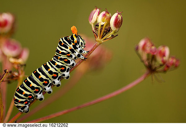 Caterpillar of swallowtail butterfly  close-up