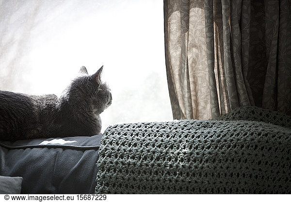 cats,  sofas,  windows