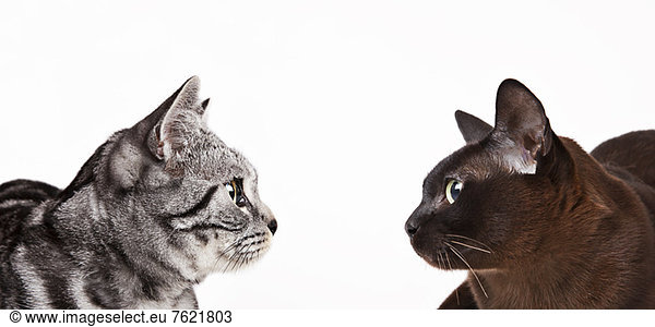 Cats looking at each other