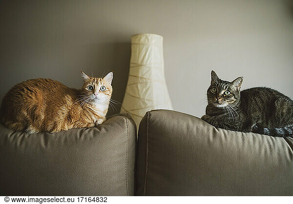Cats relaxing on sofa against wall at home
