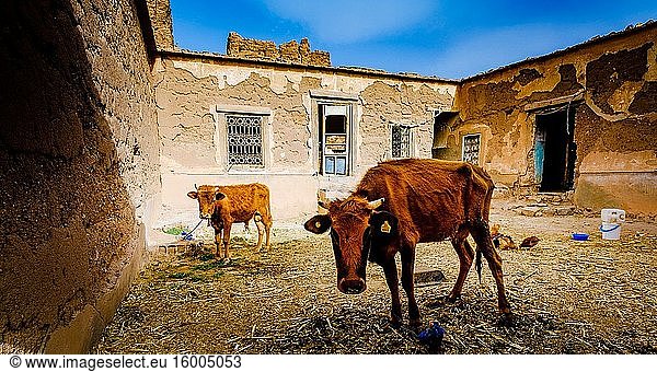 Cattle and chickens in a ruined  but still occupied  kasbah near Tazenakht  southern Morocco  Africa.