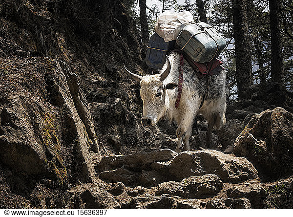 Cattle carrying canisters  Solo Khumbu  Nepal