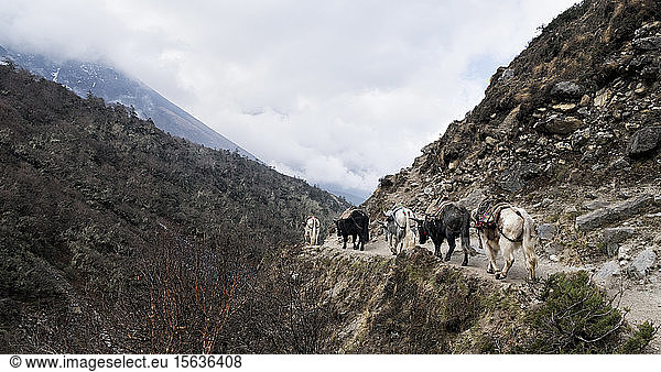 Cattle carrying provÃ­sions near Pangboche  Himalayas  Solo Khumbu  Nepal