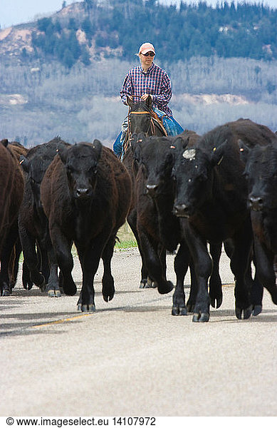 Cattle drive