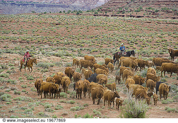 Cattle drive on a ranch  next to Canyonlands NP  UT