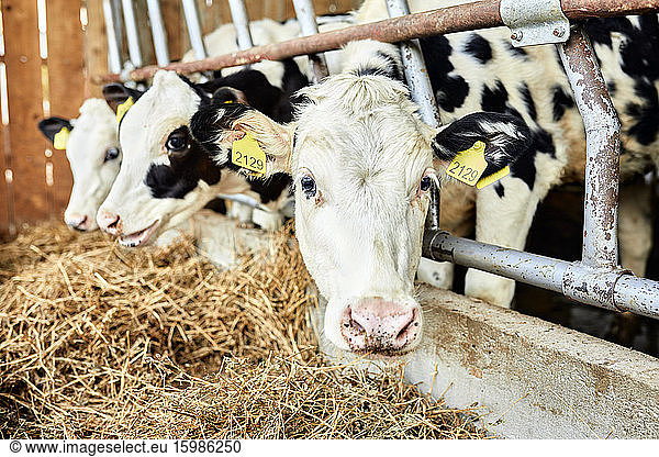 Cattle eating hay in dairy farm